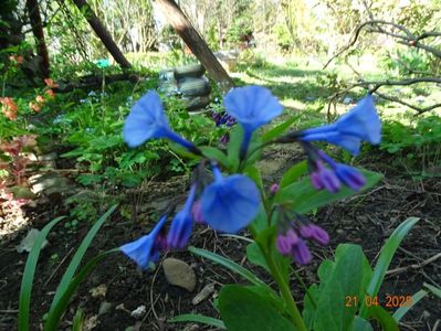 mertensia virginica