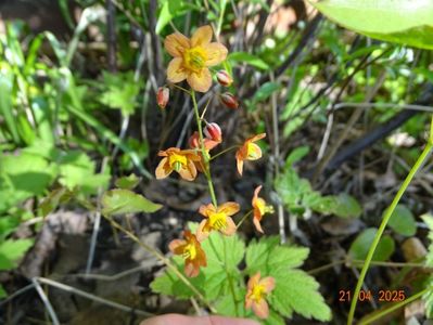 epimedium warleyense