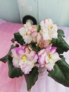 Morgan s Blast of Bronze 12 lei