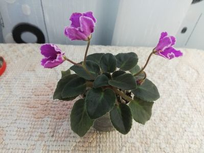 N Sa Liubovj! 12 lei