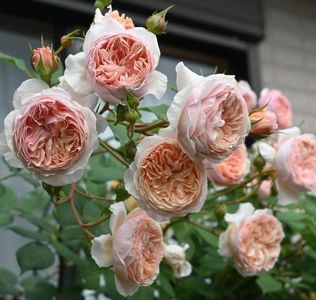 William Morris