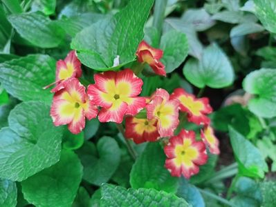 Primula