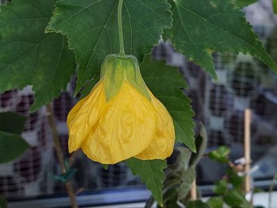 Abutilon galben(22-04-2025)
