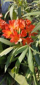 Clivia 1