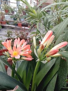 Clivia 8