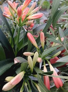 Clivia 9