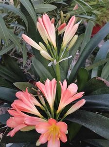 Clivia 12