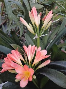 Clivia 13