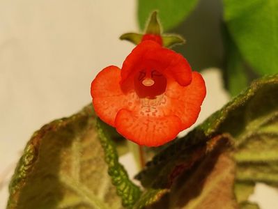 Orange Zinger (23-04-2025)'