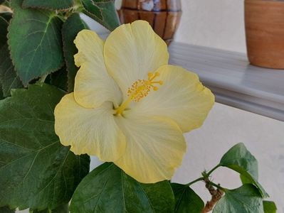 Vitua (23-04-2025)