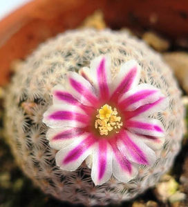 Mammillaria hermosana