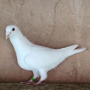 Femela 23-370