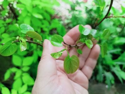 23.04.2025, Cercis canadensis Merlot