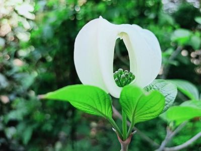 Cornus florida Cloud Nine