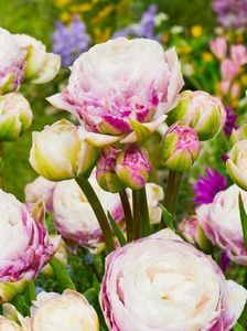 Tulipa_Double_Surprise_