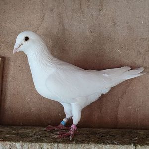 Mascul 19-002