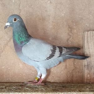 Femela 24-566