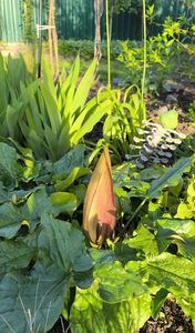 Arum maculatum(Rodul pământului); Plantă protejată (sau fost protejată)
