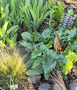 Arum maculatum(Rodul pământului)