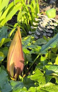 Arum maculatum(Rodul pământului)