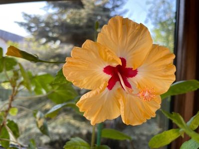Sylvia Goodman, 60 lei