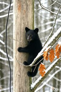 Black Bear baby