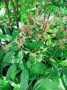 Epimedium "Domino"