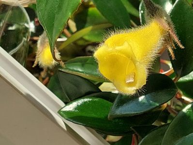 Nematanthus Flumiensis