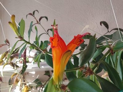 Aeschynanthus Speciosus(26-04-2025))