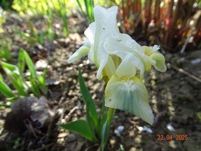iris suavolens