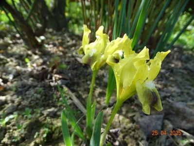 iris suavolens