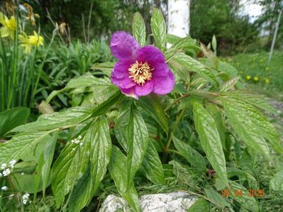 paeonia mairei