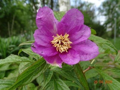 paeonia mairei