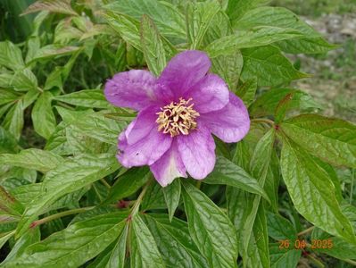 paeonia mairei