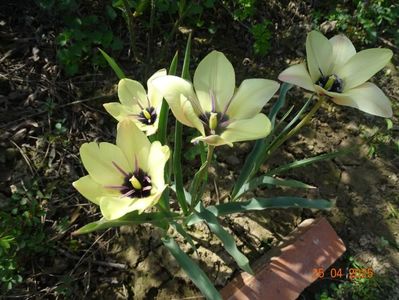 Tulipa Annika