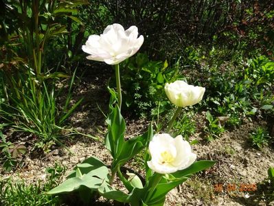 tulipa Finola