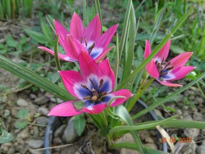tulipa Little Beauty