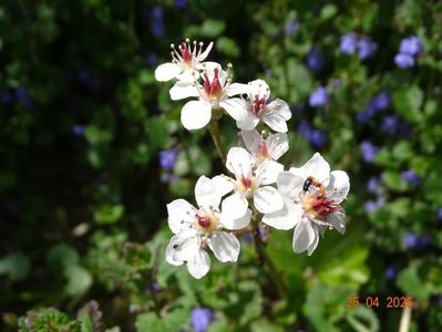 darmera peltata