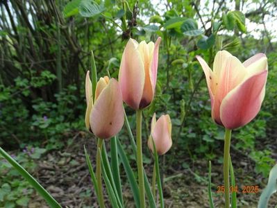 Tulipa Annika