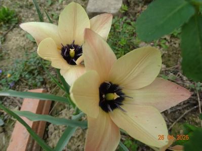 Tulipa Annika