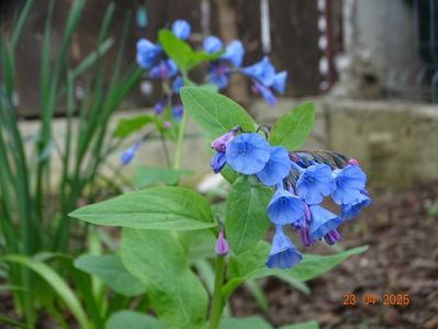 mertensia virginica