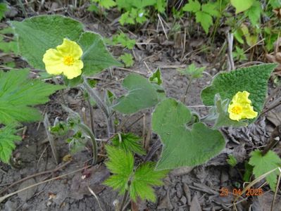 saruma henryi