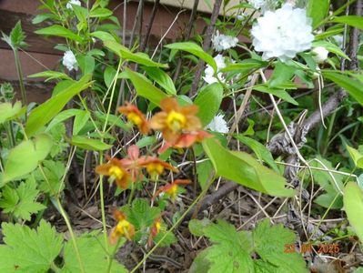 epimedium warleyense