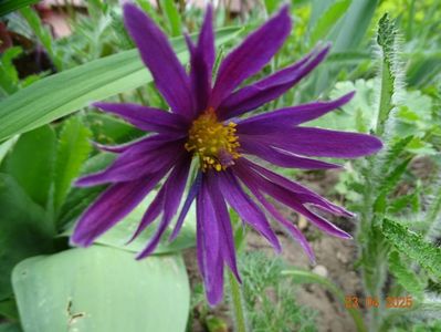pulsatilla Prima Papagena