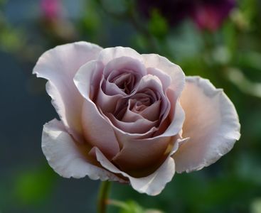 Caffe Latte (tufa) 80; Parfum puternic. Inflorire repetata tot sezonul.
 Inaltime 120-150 cm
