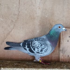 Femela 24-992