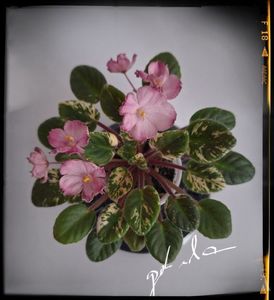 N May 50 lei ( mini )