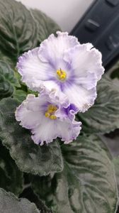 NK OBRUCHALNOE KOLTSO