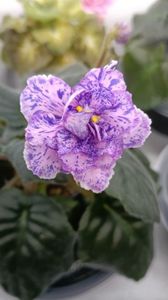 VAT PRAZNICHNIY NARIAD PUGOVKI