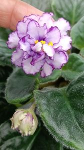 ALLEN ORGANZA PURPUR